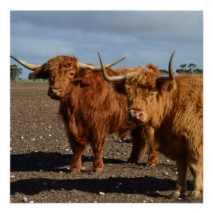 Two Big Brown Highland Cows, Poster