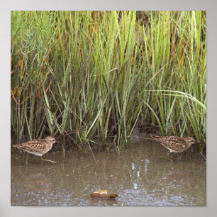 Two Birds Photo Poster