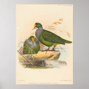 Two Birds (Ptilonopus Auranthfrons) by Joseph Wolf Poster