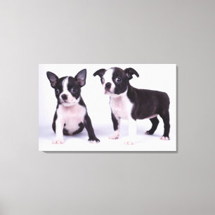 Two black and white puppies canvas print