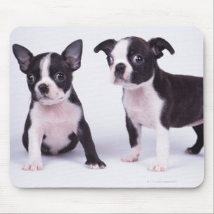 Two black and white puppies mouse mat