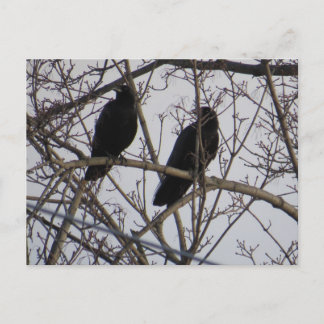 Two Black Crow Birds In A Tree Postcard