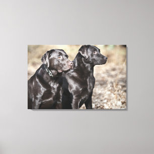 Two Black Labrador retrievers Canvas Print