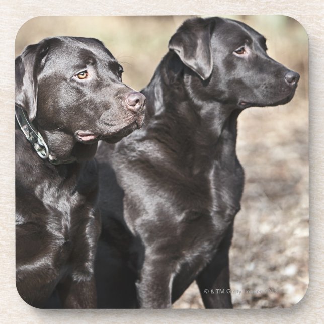 Two Black Labrador retrievers Coaster (Front)