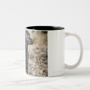 Two Black Labrador retrievers Two-Tone Coffee Mug