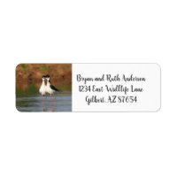 Two Black-Necked Stilts