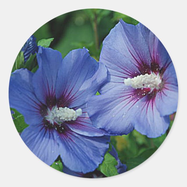 Two Blue Hibiscus Flowers on Plant Classic Round Sticker (Front)