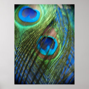 Two Blue Peacock Feathers Poster