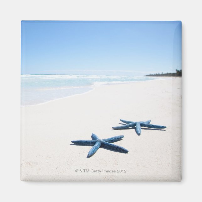 Two blue starfish at water's edge on tropical 2 magnet (Front)