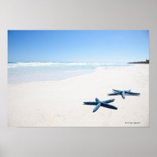 Two blue starfish at water's edge on tropical 2 poster