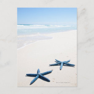 Two blue starfish at water's edge on tropical postcard