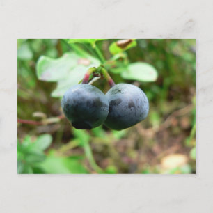 Two Blueberris Postcard