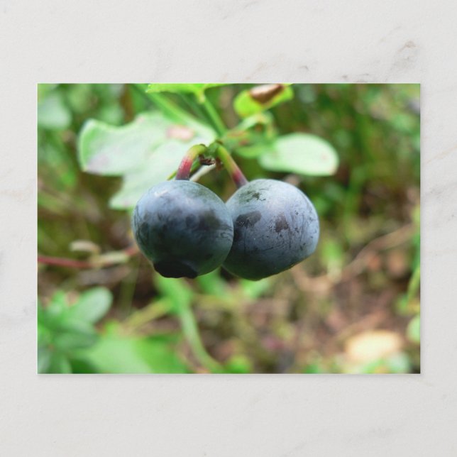 Two Blueberris Postcard (Front)