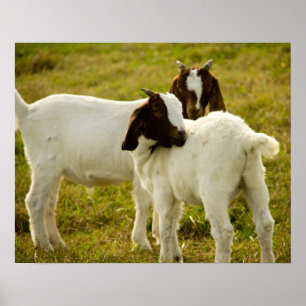 Two Boer Goats Cute Poster