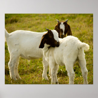 Two Boer Goats Cute Poster