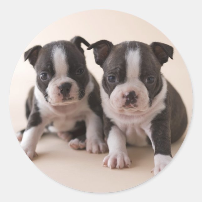 Two Boston Terrier Puppies Classic Round Sticker (Front)