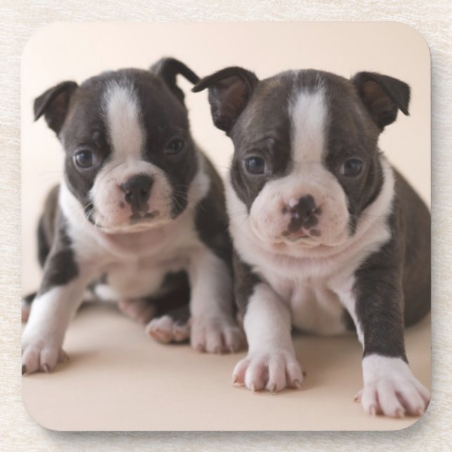 Two Boston Terrier Puppies Coaster (Front)