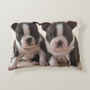 Two Boston Terrier Puppies Decorative Cushion