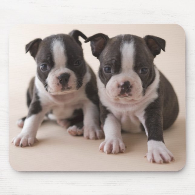 Two Boston Terrier Puppies Mouse Mat (Front)