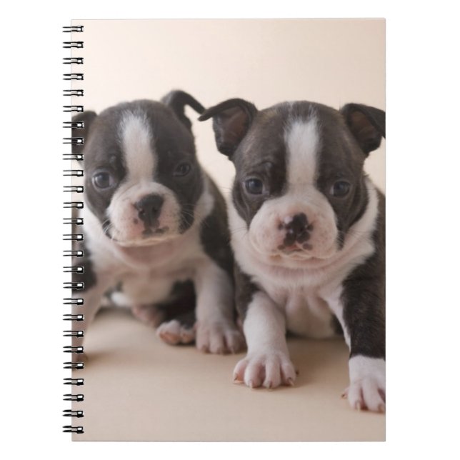Two Boston Terrier Puppies Notebook (Front)