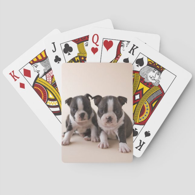 Two Boston Terrier Puppies Playing Cards (Back)