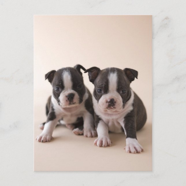 Two Boston Terrier Puppies Postcard (Front)
