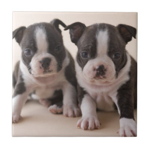 Two Boston Terrier Puppies Tile