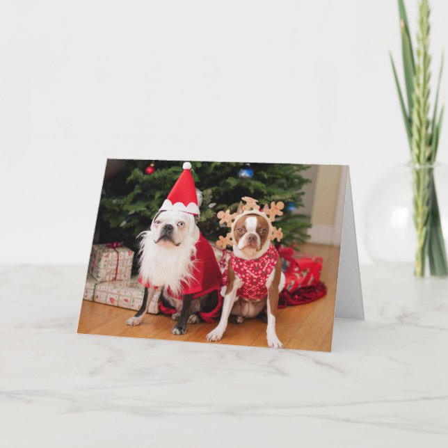 Two boston terriers in Christmas costumes Holiday Card (Front)