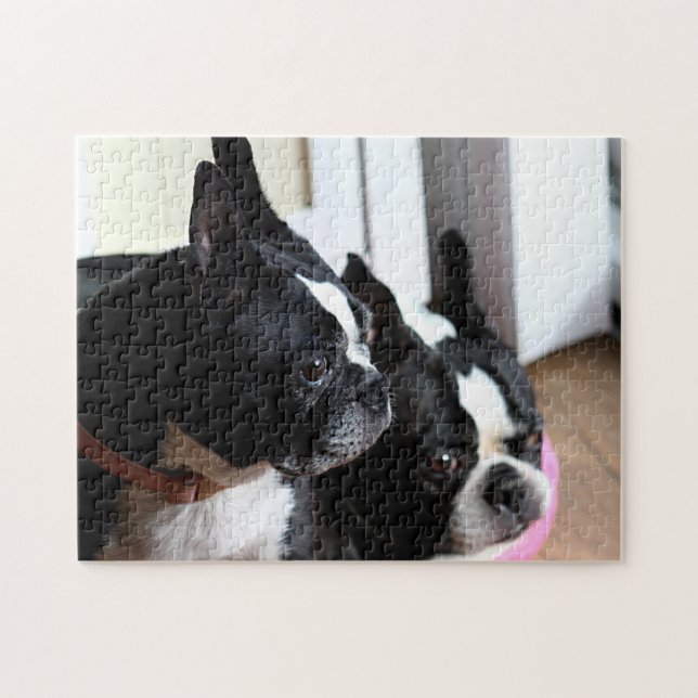 Two Boston terriers Jigsaw Puzzle (Horizontal)