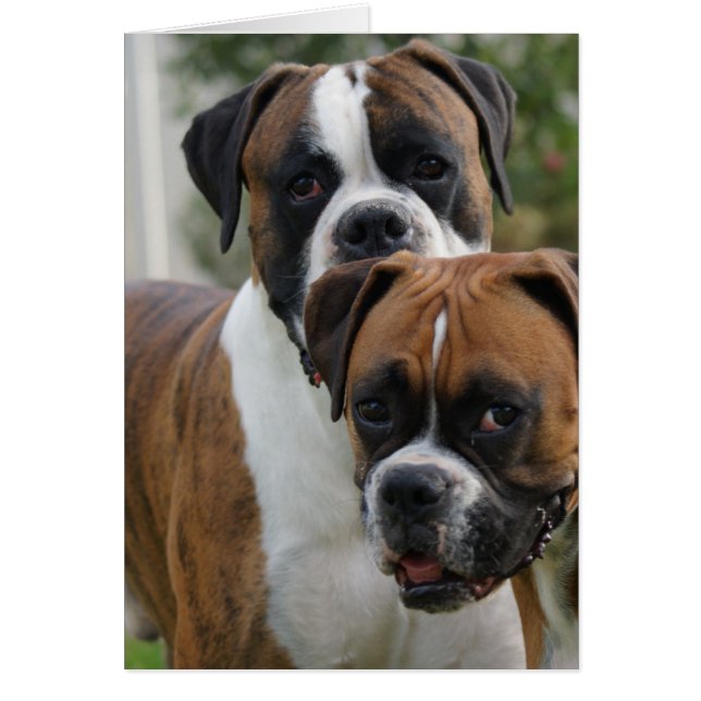 Two Boxer Dogs (Front)