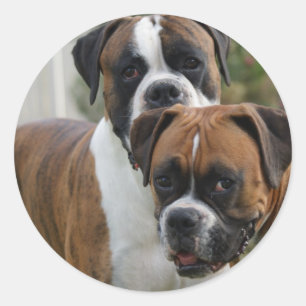 Two Boxer Dogs Classic Round Sticker