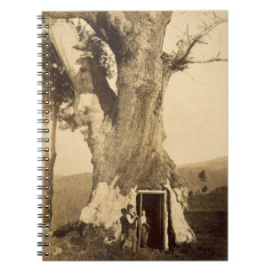 Two boys at the doorway of their treehouse, c.1870 notebook