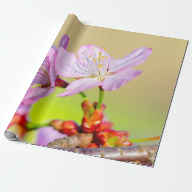 Two Brave Sakura Flowers And Colourful Background Wrapping Paper (Unrolled)