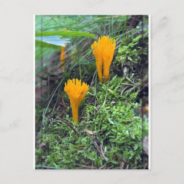 Two Bright Orange Yellow Wild Mushrooms On Moss Co Postcard (Front)