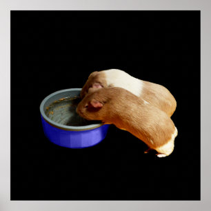 Two Brown And White Guinea Pigs,   Poster