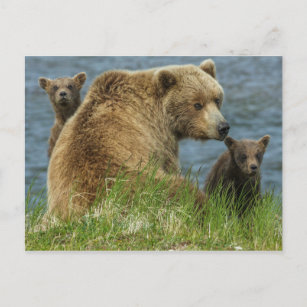 Two Brown Bear Cubs with Mother by the Water Postcard