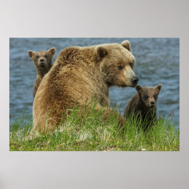Two Brown Bear Cubs with Mother by the Water Poster (Front)