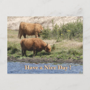 Two Brown Cows Cust. Have a Nice Day Postcard