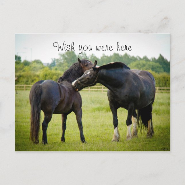Two Brown Horses Postcard (Front)