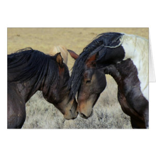 Two Brown Wild Horses Nuzzling