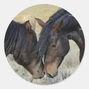 Two Brown Wild Horses Nuzzling Classic Round Sticker