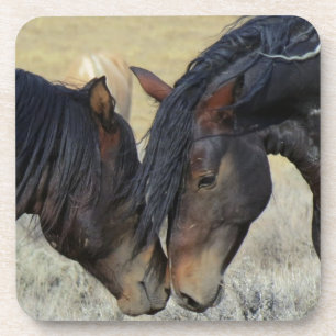 Two Brown Wild Horses Nuzzling Coaster