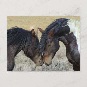 Two Brown Wild Horses Nuzzling Postcard