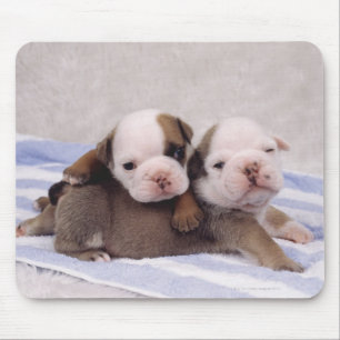 Two bulldog puppies on towel mouse mat