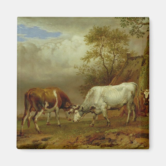 Two Bulls with Locked Horns, 1653 Magnet (Front)