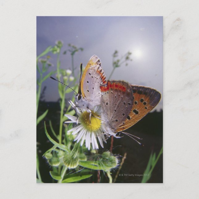 Two butterflies mating on a flower, close-up postcard (Front)