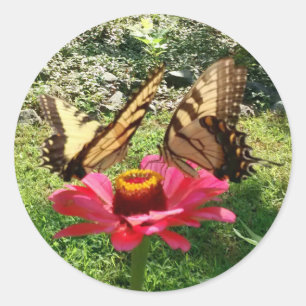 Two Butterflies on a Pink Zinnia Classic Round Sticker