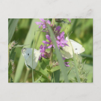 Two Cabbage White Butterflies DIY Postcard