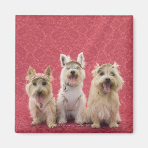 Two cairin terriers and one westie magnet
