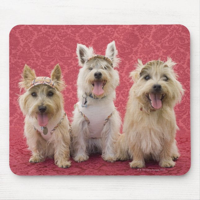 Two cairin terriers and one westie mouse mat (Front)